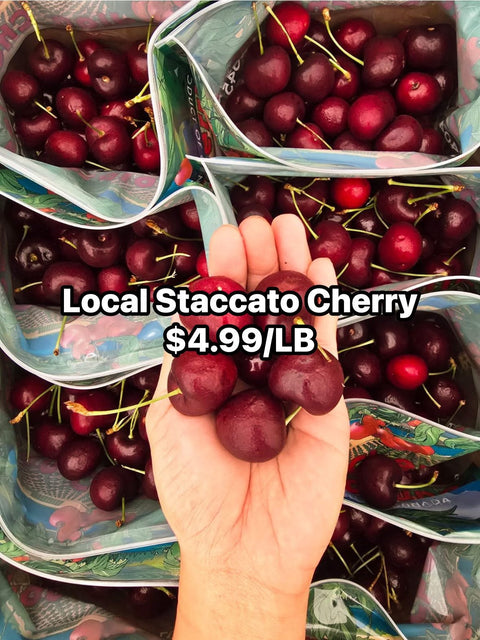 Cherry Staccato (Promo) (Local)