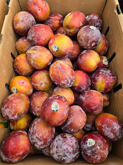 Plum Red (LB) (No.1 Grade) - Producecart
