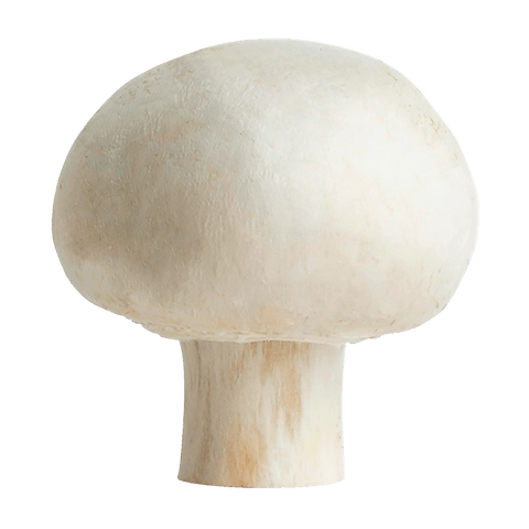 Mushroom White 5LB Full Case (Premium Quality) - Producecart
