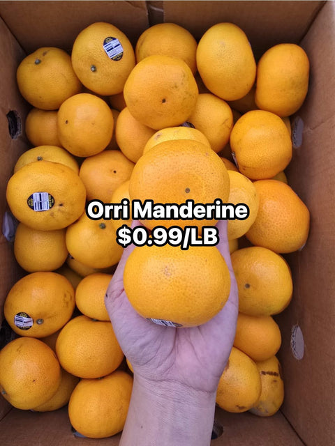 Clementine Orri (LB) (Promo)