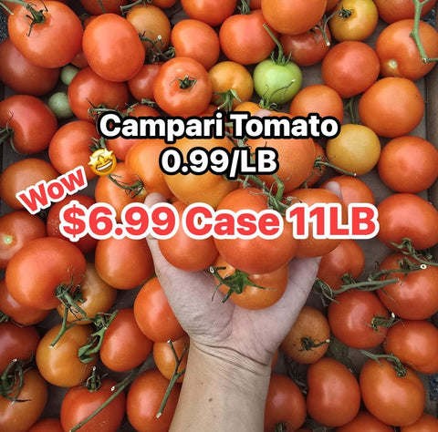 Campari 11LB (PROMO)