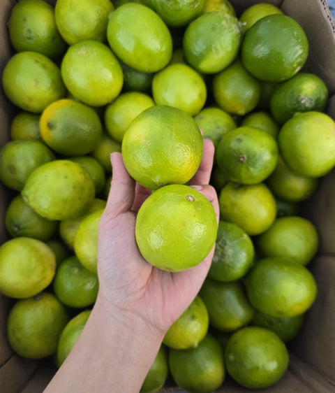 Persian Lime 40LB (PROMO)
