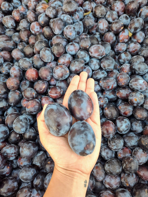Local Prune Plums 20LB Case (CaseLot)